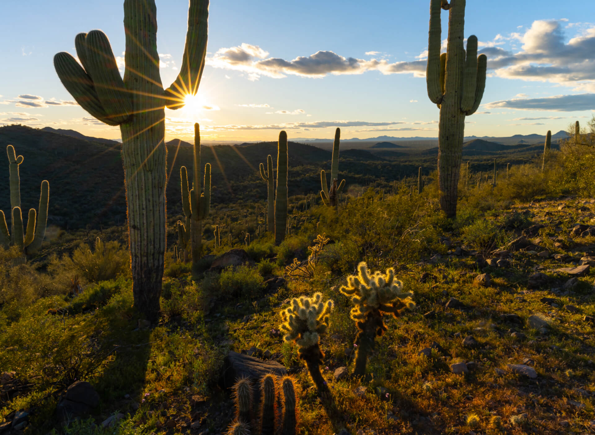 In Peoria, AZ, the desert landscape with its iconic saguaro cacti basks in the glow of sunset. Sunlight filters through the clouds, casting long shadows across the terrain while rolling hills stretch into the horizon, offering a serene backdrop to Saddleback's vistas and Peoria's new homes.