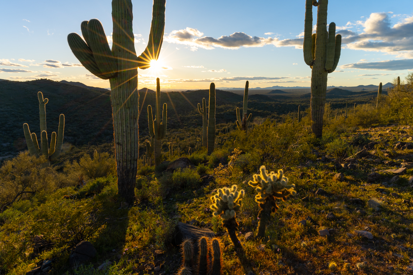 Sunset over a desert landscape with large cacti in the foreground and distant mountains under a partly cloudy sky.